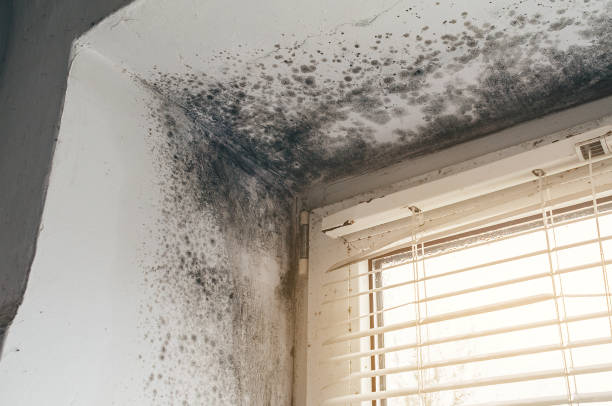 Affordable Mold Cleanup solutions in Pendleton, NC
